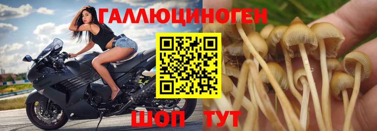 Псилоцибиновые грибы мицелий  Вход с VPN  Гулькевичи 